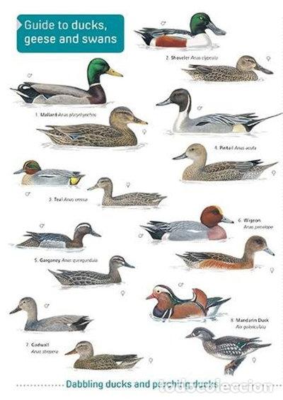 Libri di seconda mano: Ducks, Geese and Swans- 9781908819444