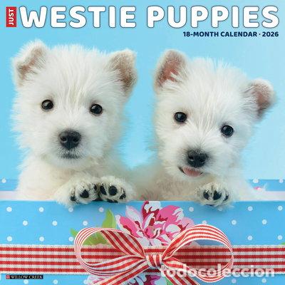 Libros: Westie Puppies 2026 12 X 12 Wall Calendar- 9781549253126