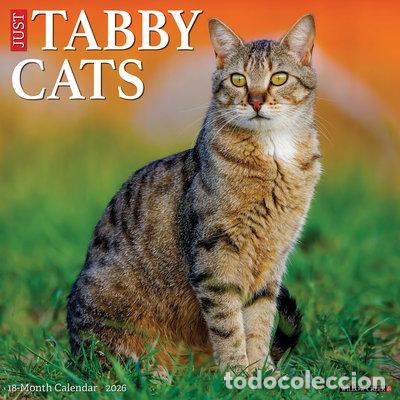 Libros: Tabby Cats 2026 Wall Calendar- 9781549252938