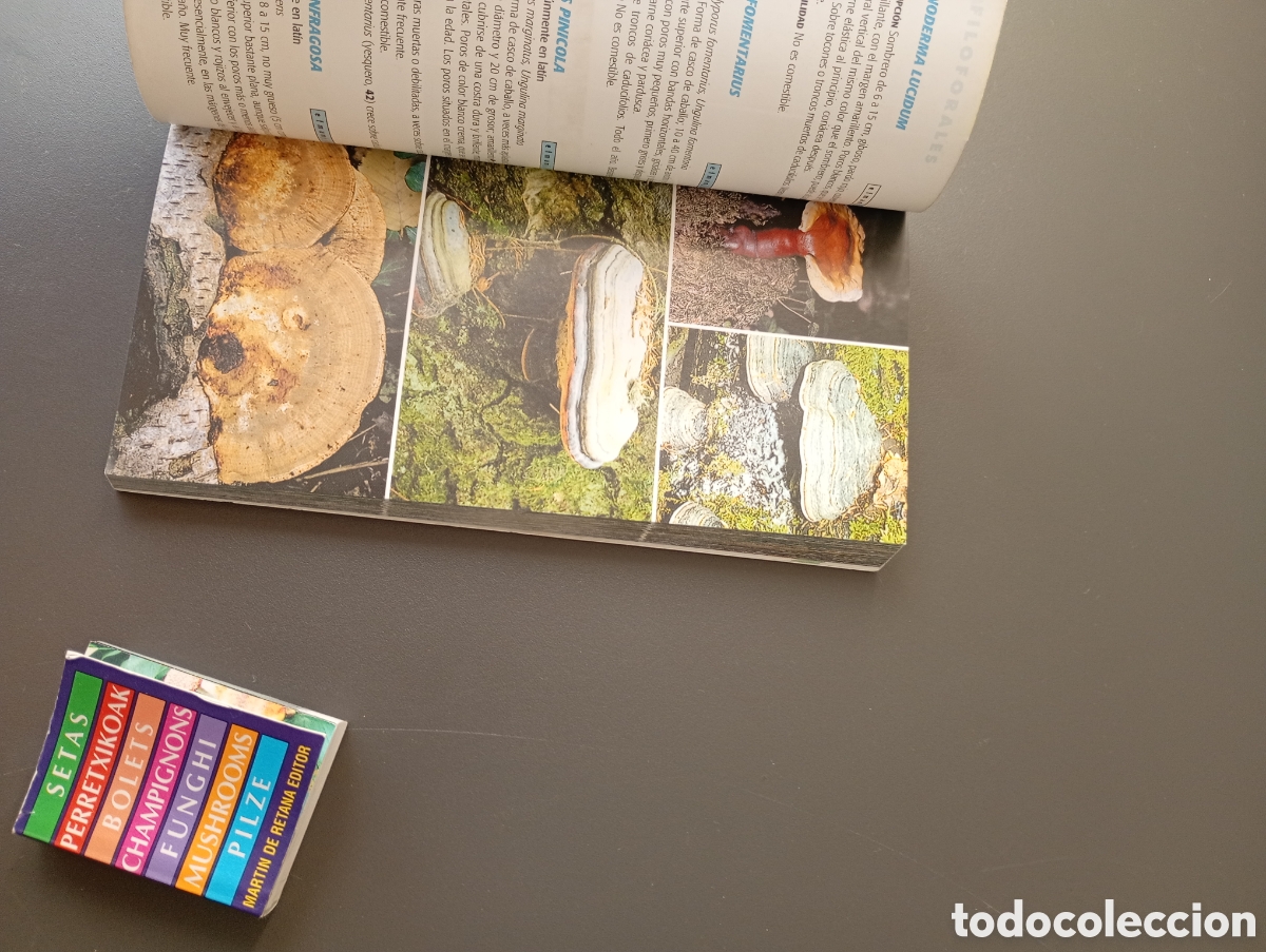 Libros: Setas.Tikal guia de bolsillo.Minilibro Setas retana editor - Foto 5