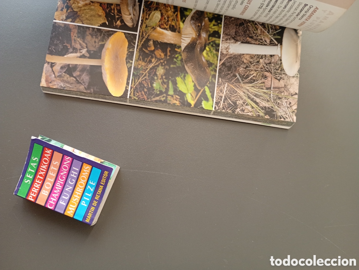 Libros: Setas.Tikal guia de bolsillo.Minilibro Setas retana editor - Foto 6