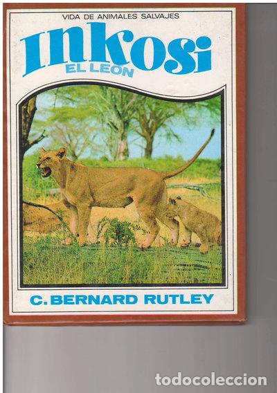 Livros em segunda m&atilde;o: Inkosi, el le&oacute;n- 9788427235700