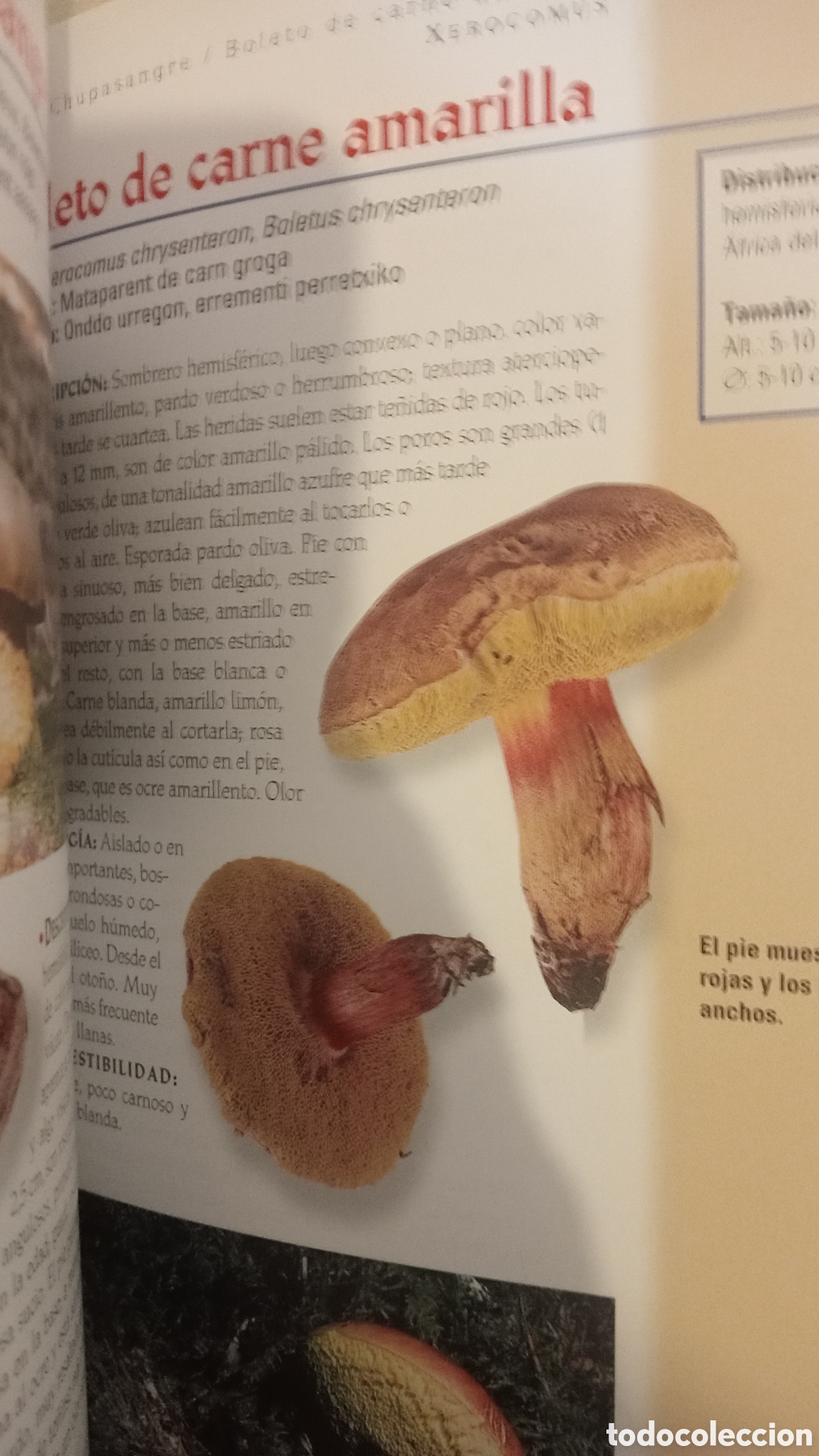 Libros: Boletos y Cantarelas. - Foto 3