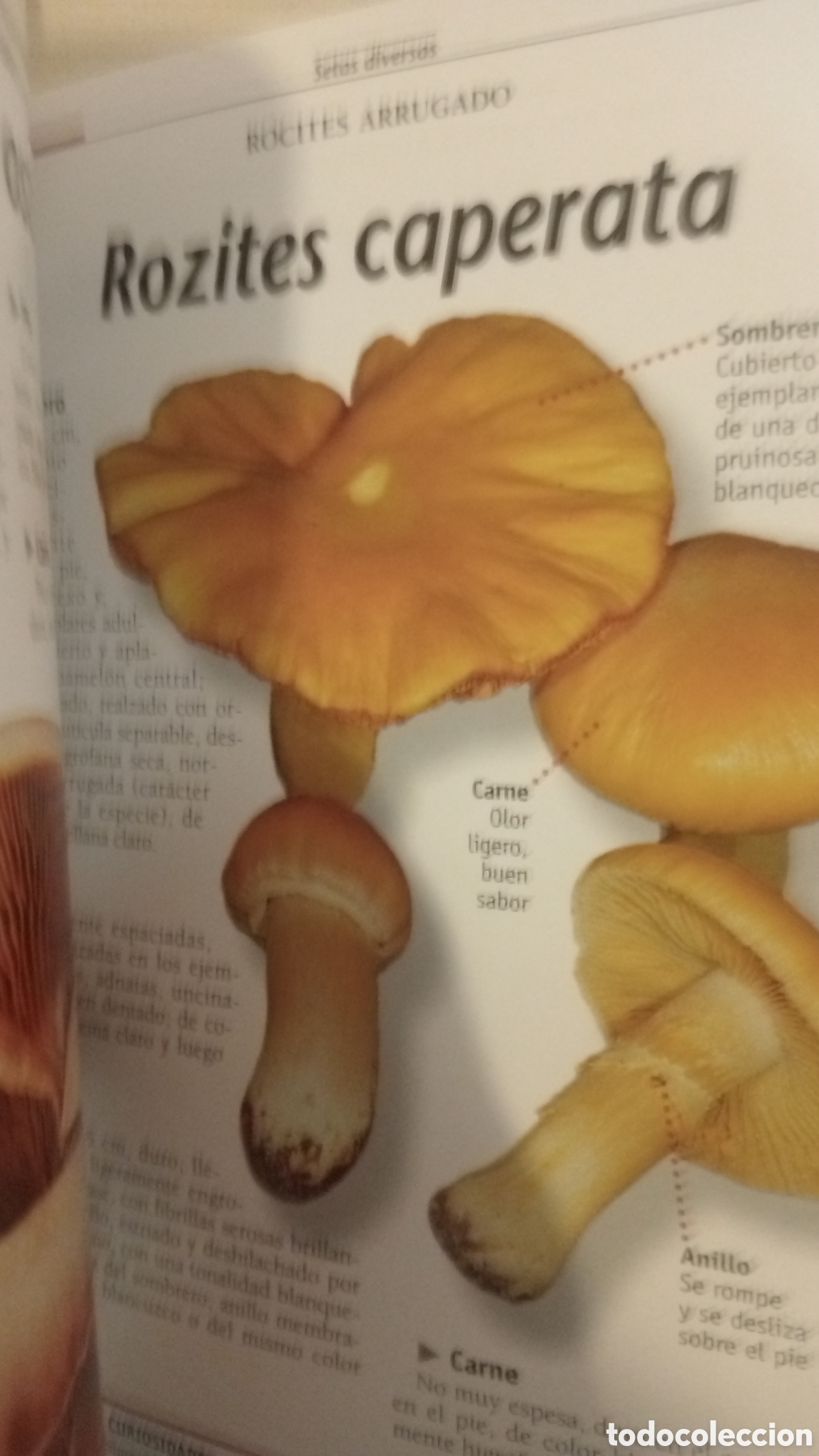 Libros: Setas de prados y bosques. C&oacute;mo distinguilas - Foto 3