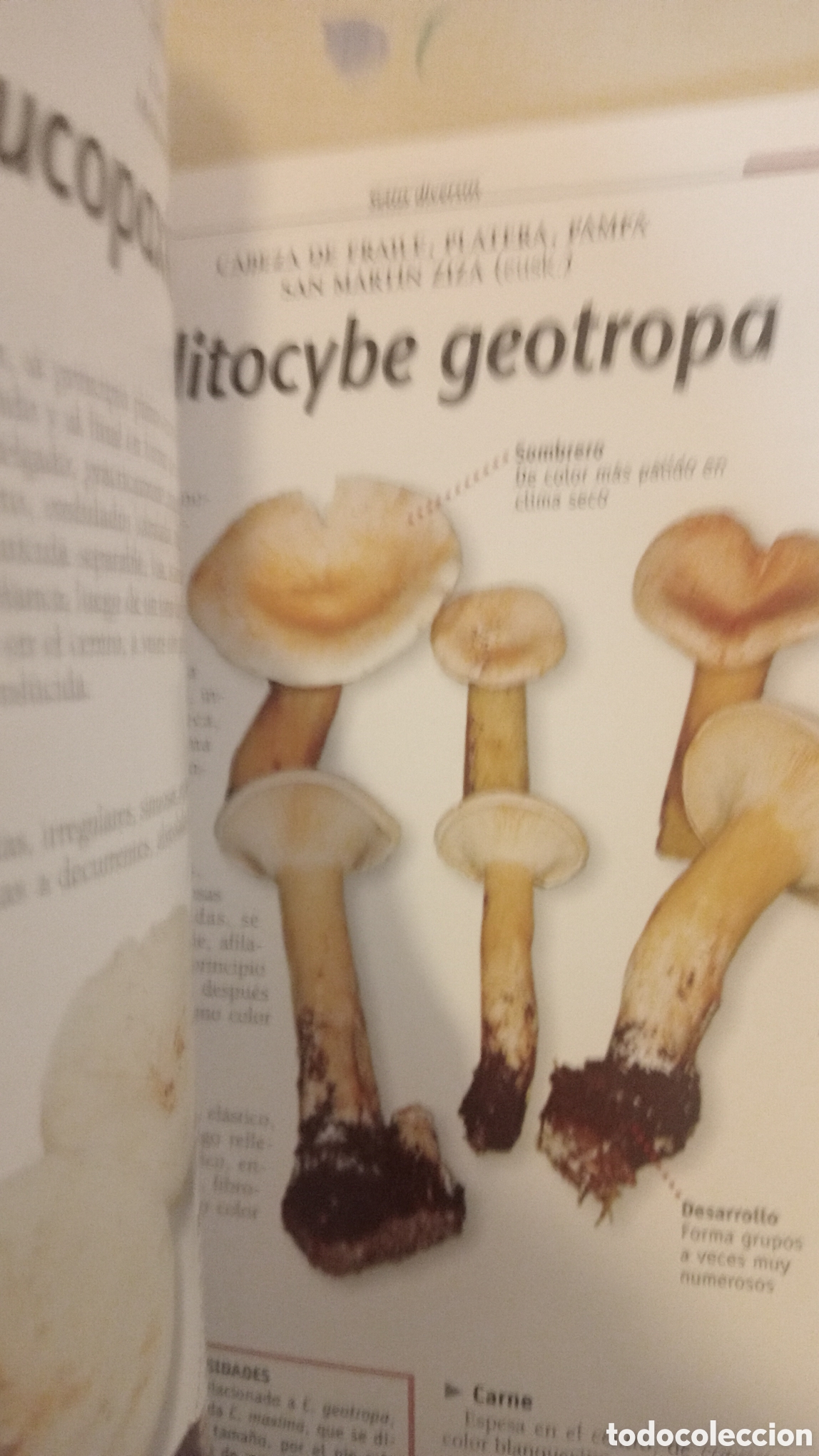 Libros: Setas de prados y bosques. C&oacute;mo distinguilas - Foto 4
