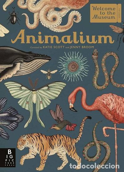 Libros: Animalium- 9788467264593