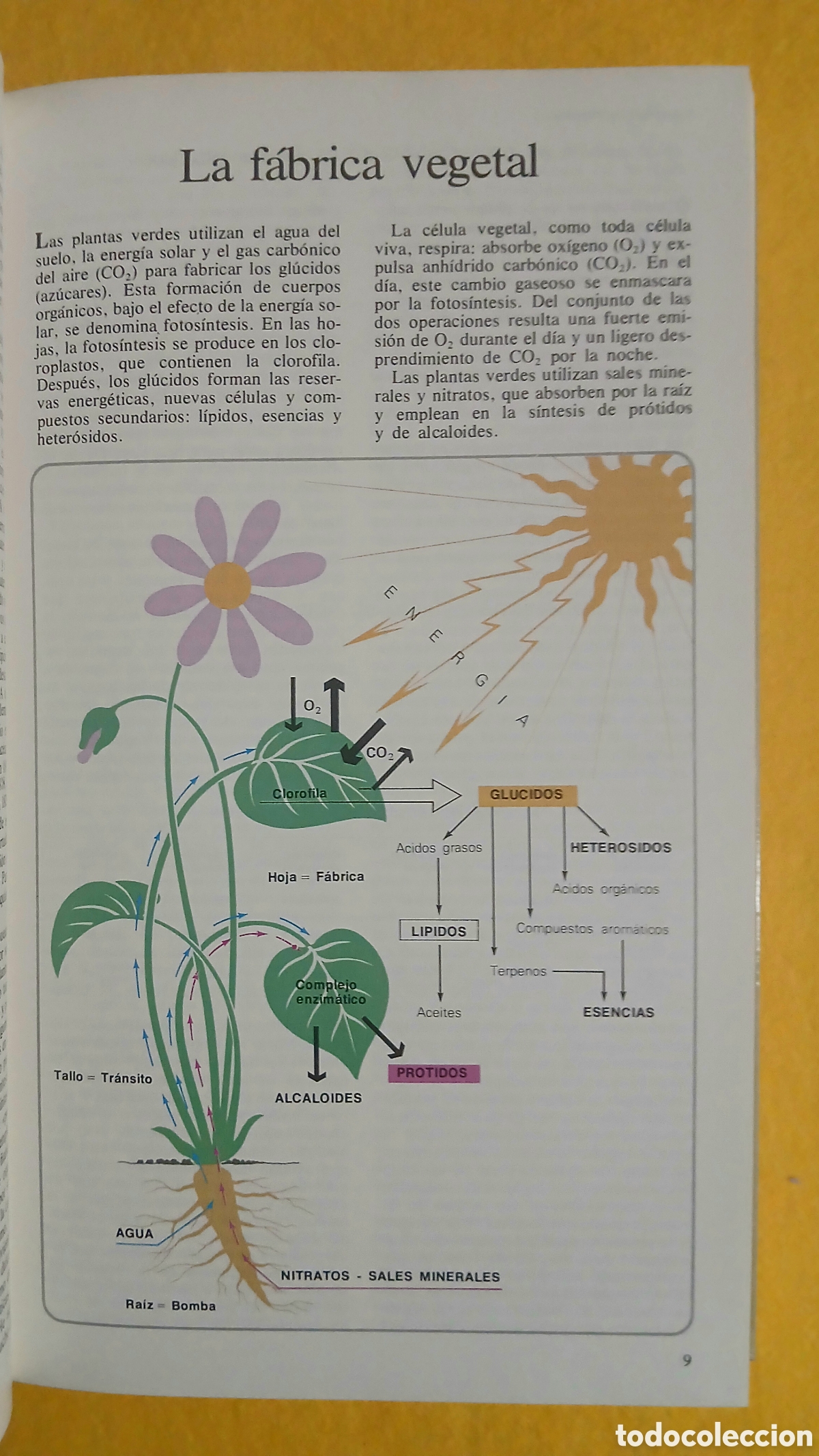 Libros: Secretos y virtudes de las plantas medicinales - Foto 4