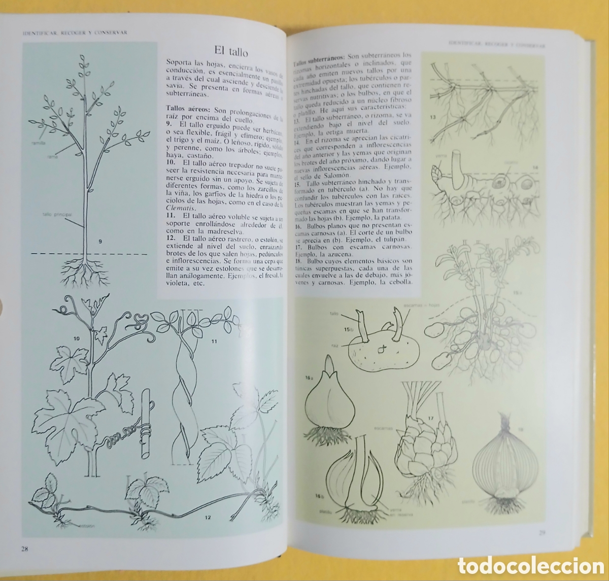 Libros: Secretos y virtudes de las plantas medicinales - Foto 6