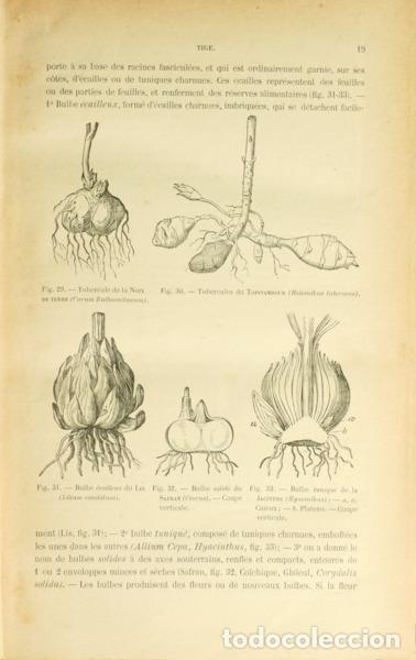Libros: ALEXANDRE BELLYNCK. (Auguste Alexis Adolphe) e &Eacute;gide Paque. - COURS DE BOTANIQUE. - Foto 2
