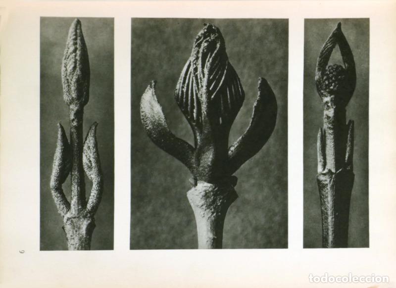 Libros: BLOSSFELDT. (Karl) - URFORMEN DER KUNST. - Foto 2