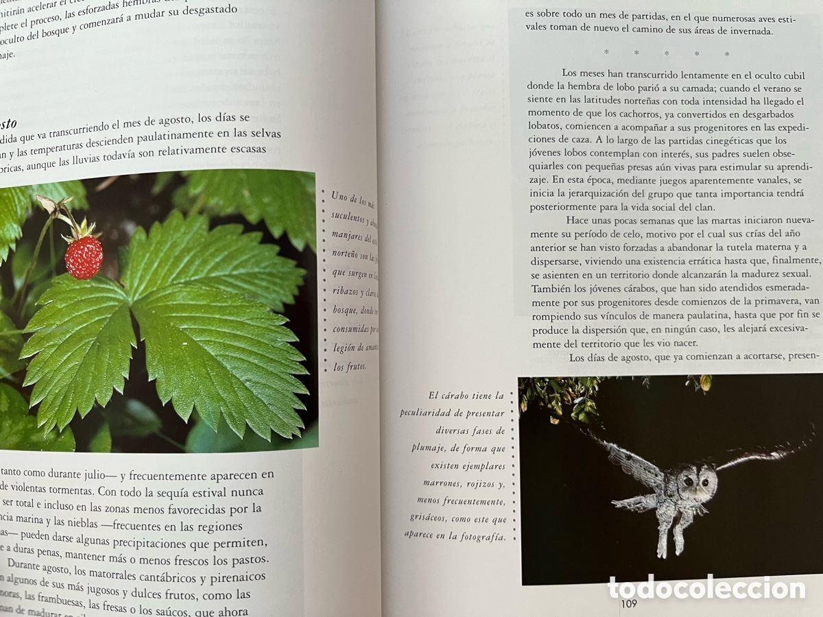 Libros: Libro Un a&ntilde;o en la vida de la Espa&ntilde;a salvaje - Foto 8