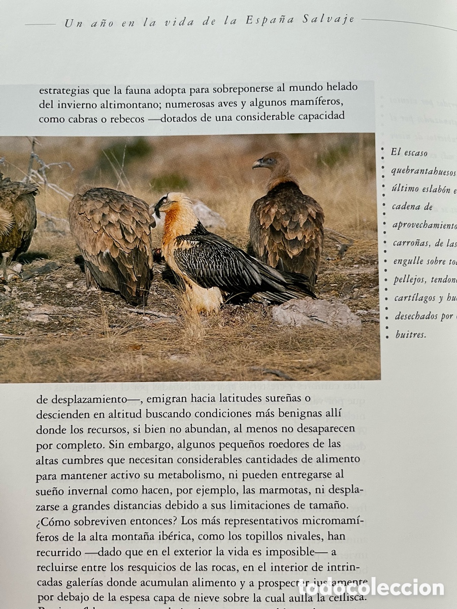 Libros: Libro Un a&ntilde;o en la vida de la Espa&ntilde;a salvaje - Foto 11