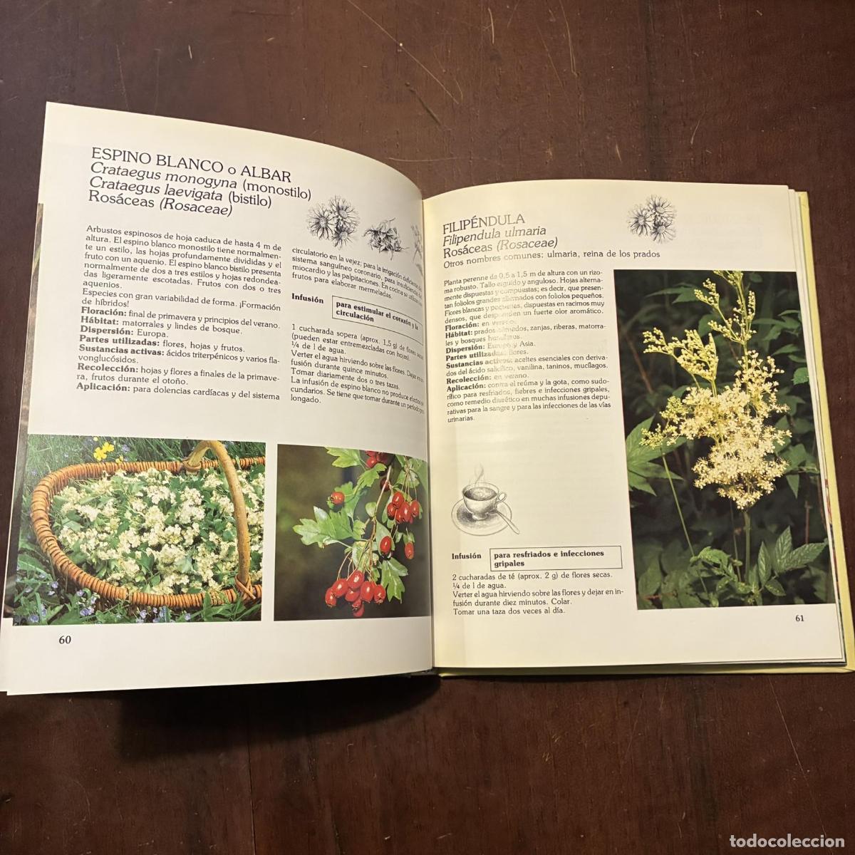 Libros: Salud y belleza con plantas medicinales - H.E. Laux - Foto 2