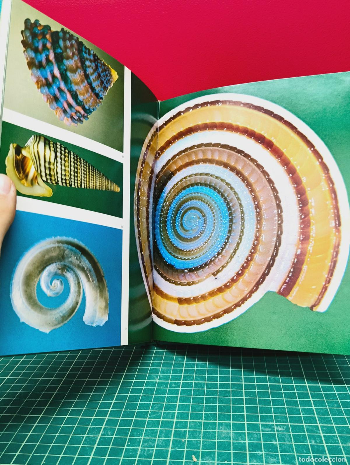 Libros: Shells in Colour - Sandved y Abbott - Foto 3