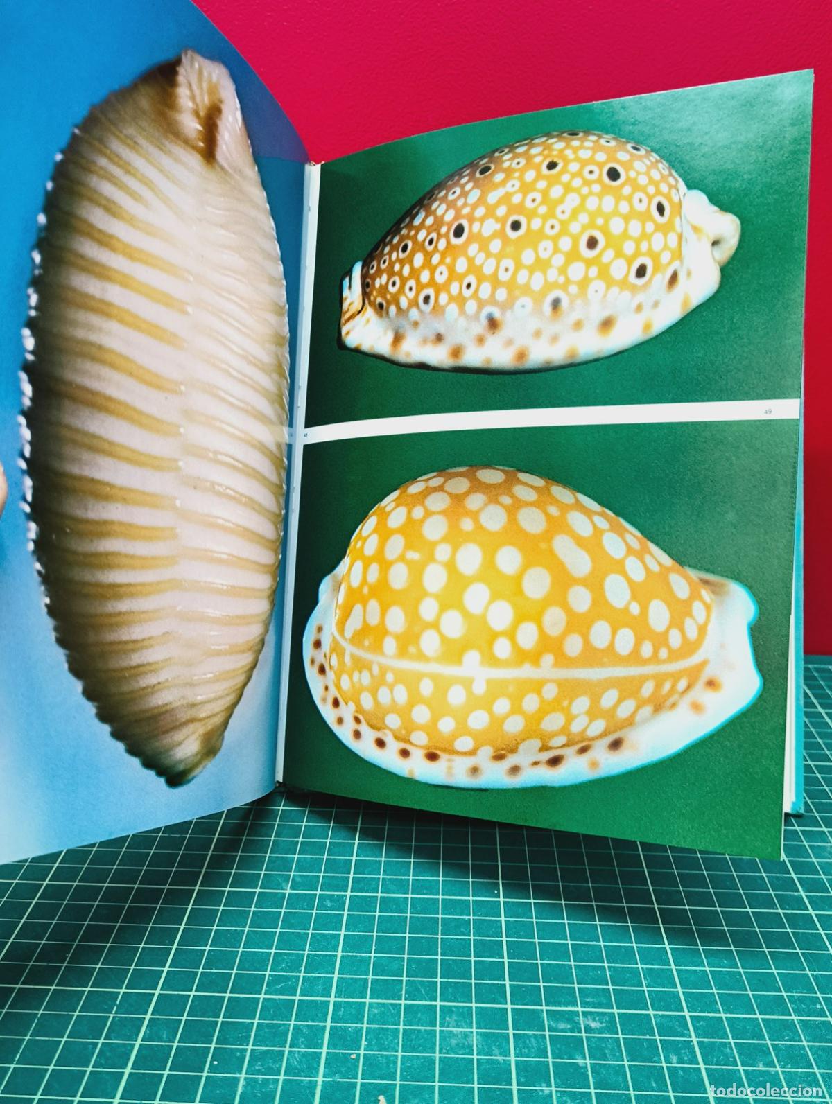 Libros: Shells in Colour - Sandved y Abbott - Foto 4