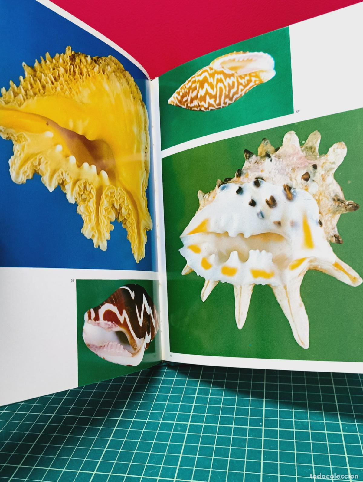 Libros: Shells in Colour - Sandved y Abbott - Foto 5