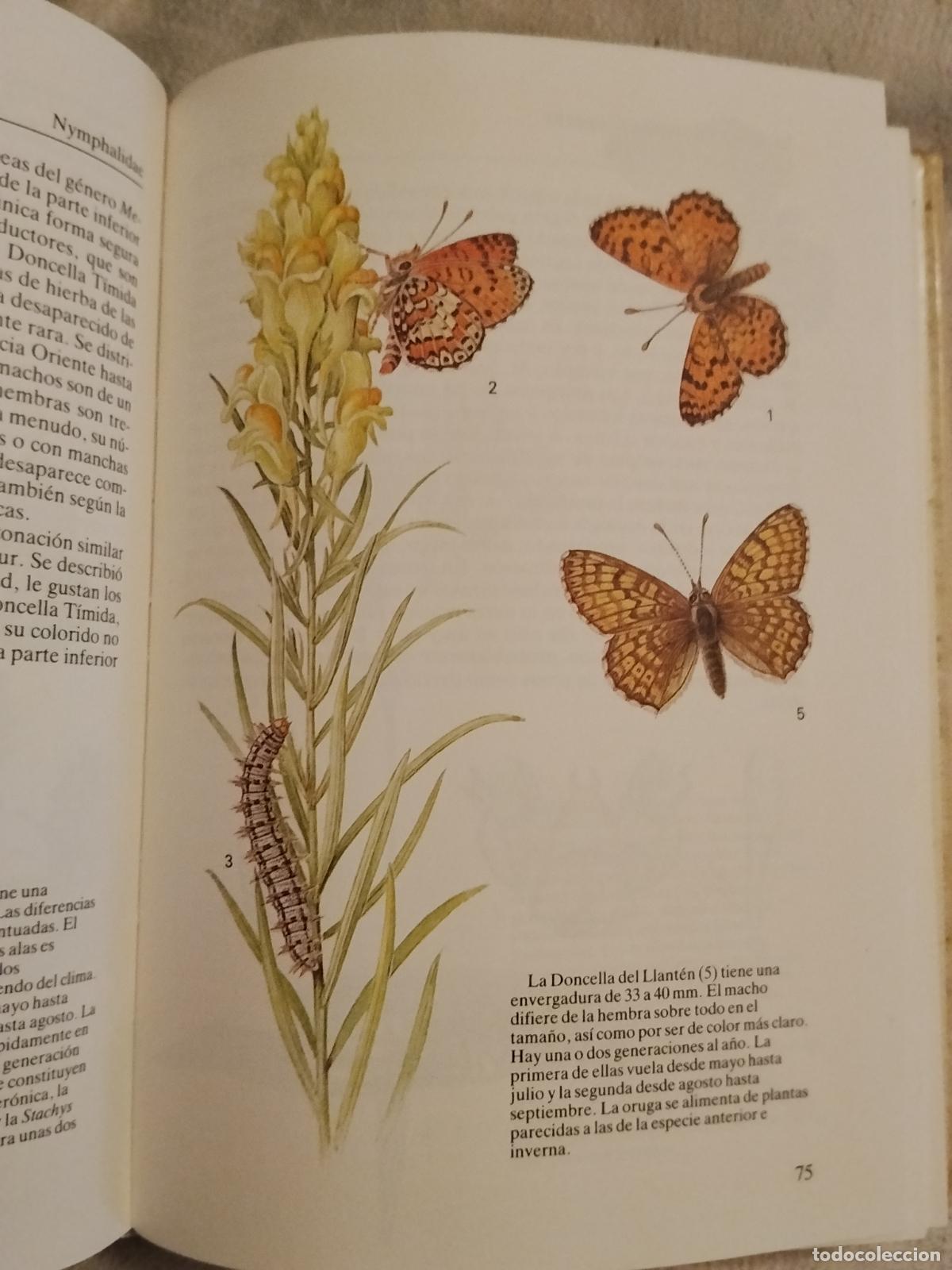 Libros: MARIPOSAS - EDITORIAL SUSAETA - Foto 2