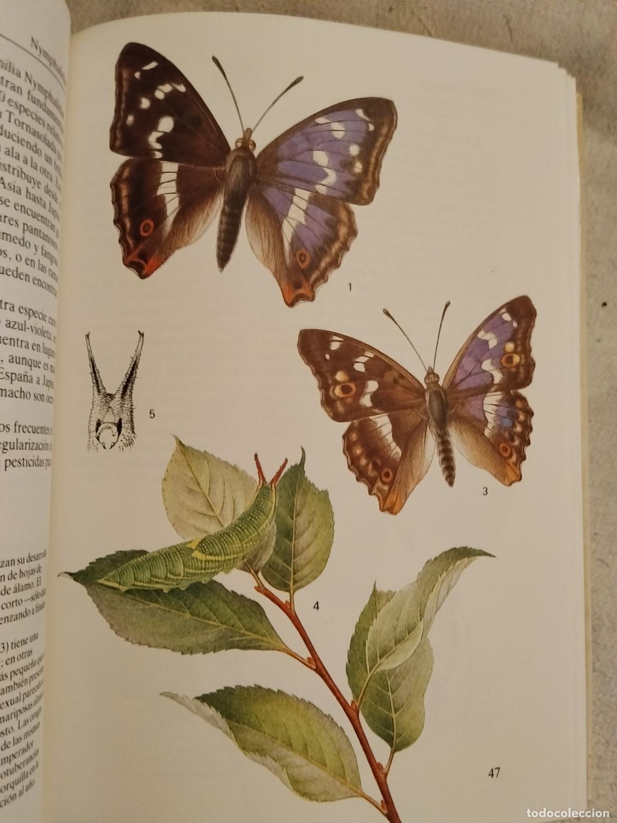 Libros: MARIPOSAS - EDITORIAL SUSAETA - Foto 3