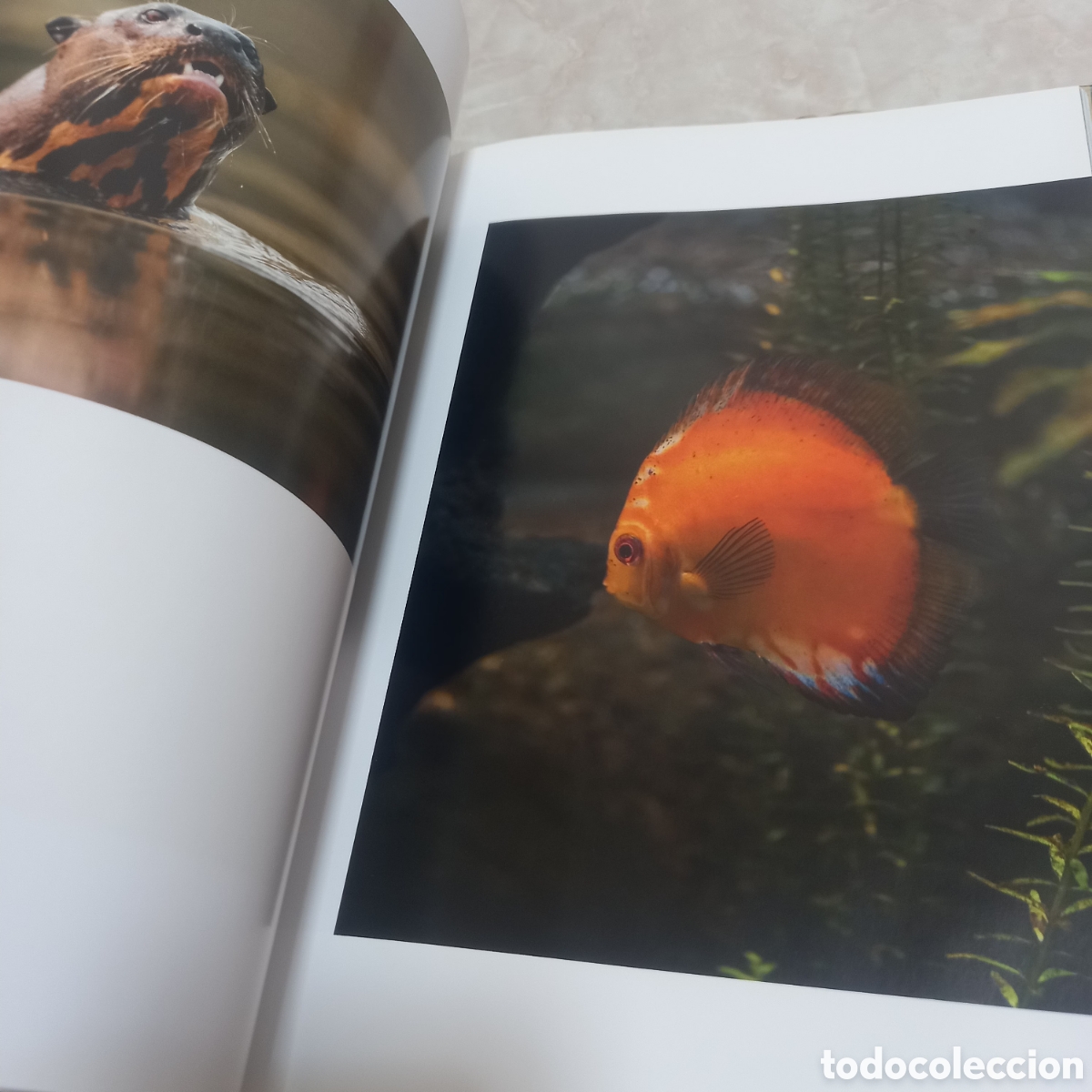 Libros: Libro Grande De Lujo escudo guayanes colombia - Foto 11