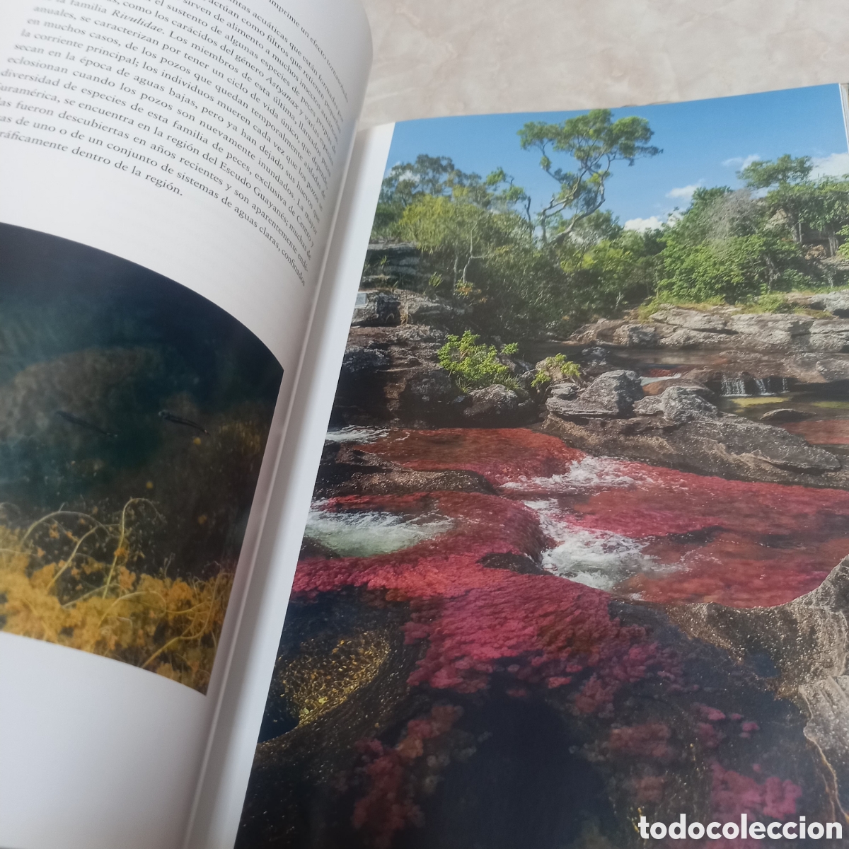 Libros: Libro Grande De Lujo escudo guayanes colombia - Foto 13