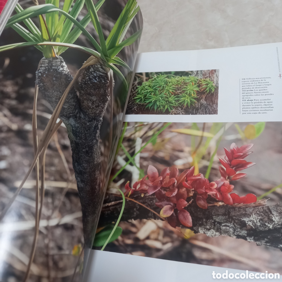 Libros: Libro Grande De Lujo escudo guayanes colombia - Foto 27