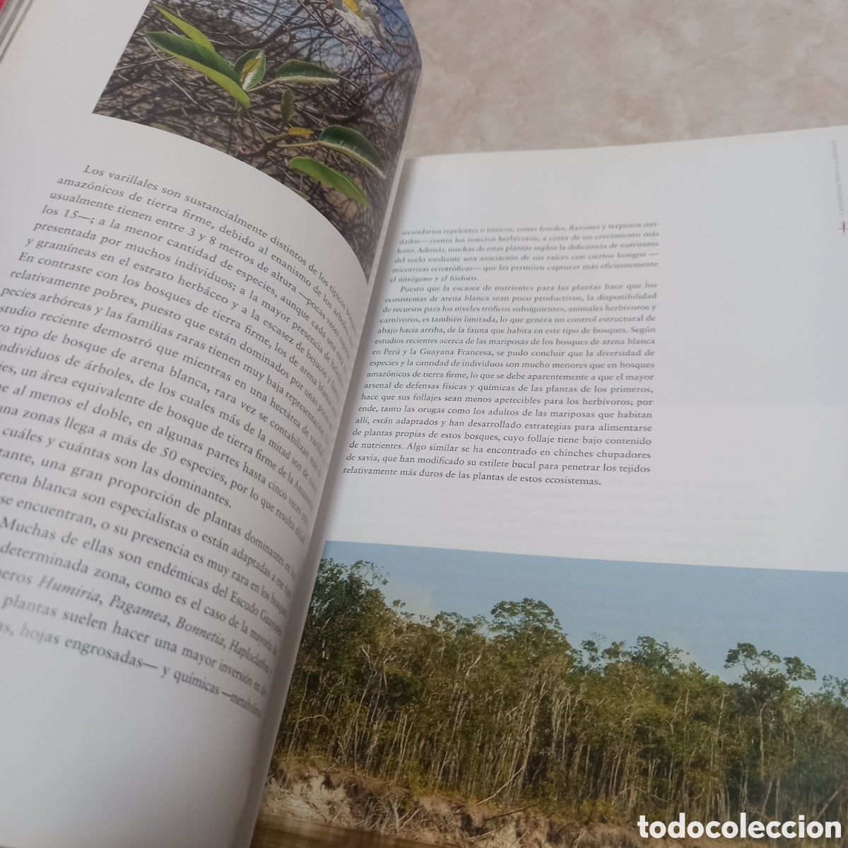 Libros: Libro Grande De Lujo escudo guayanes colombia - Foto 28