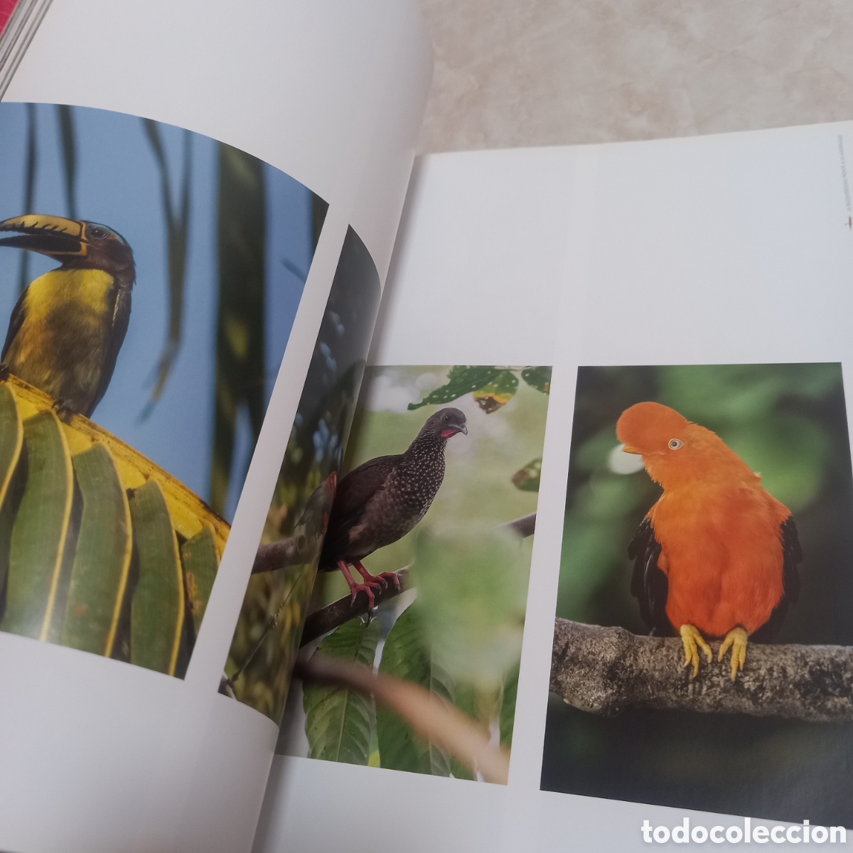 Libros: Libro Grande De Lujo escudo guayanes colombia - Foto 30