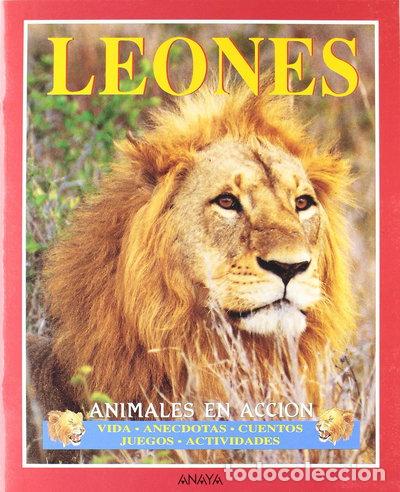 Libros: Leones- 9788420747903 - Foto 1