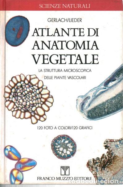 Libri di seconda mano: Atlante di anatomia vegetale- 9788870213218