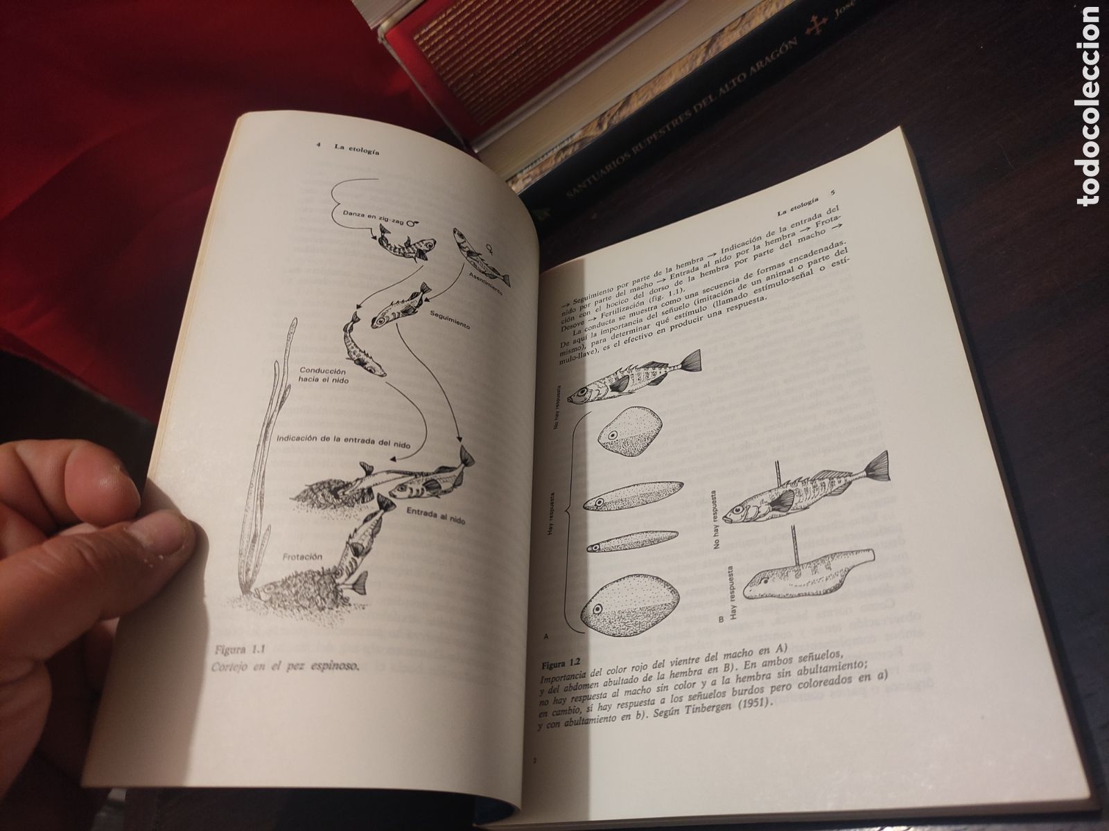 Libros: INTRODUCCI&Oacute;N A LA ETOLOG&Iacute;A - Andr&eacute;s de Haro - Foto 11