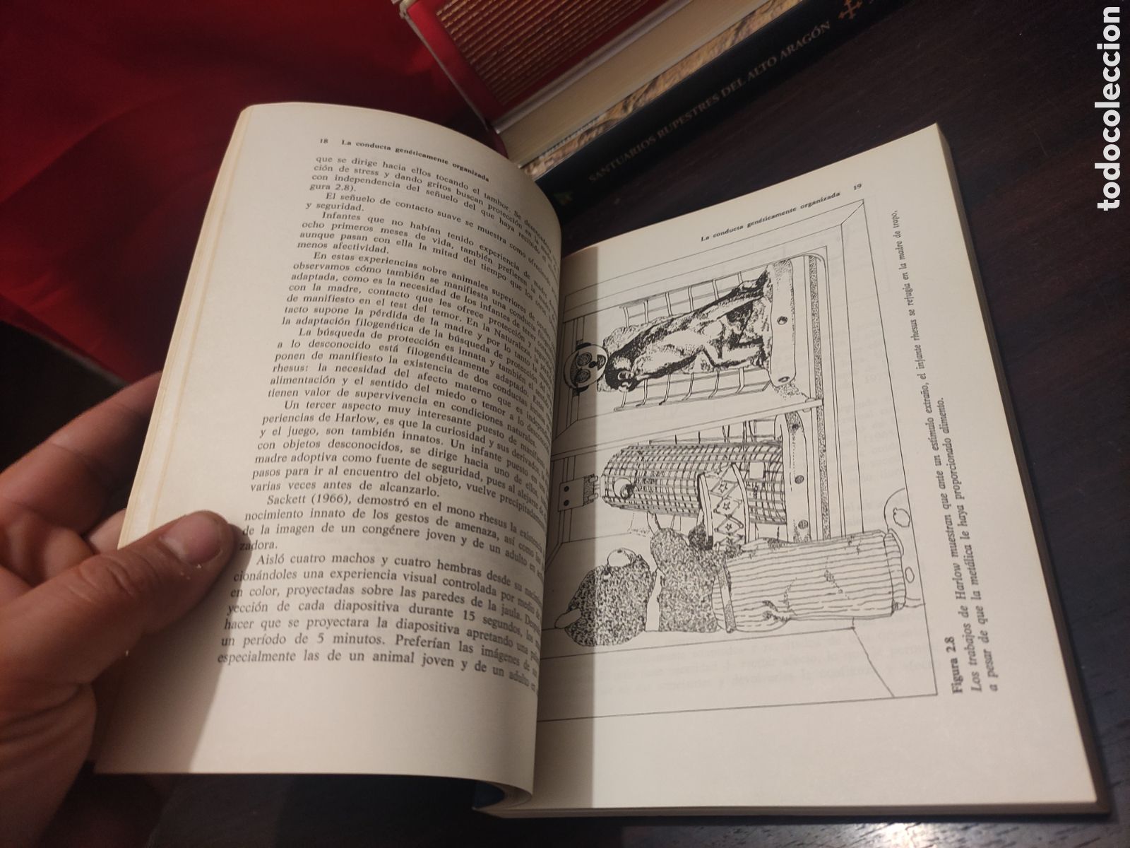 Libros: INTRODUCCI&Oacute;N A LA ETOLOG&Iacute;A - Andr&eacute;s de Haro - Foto 12