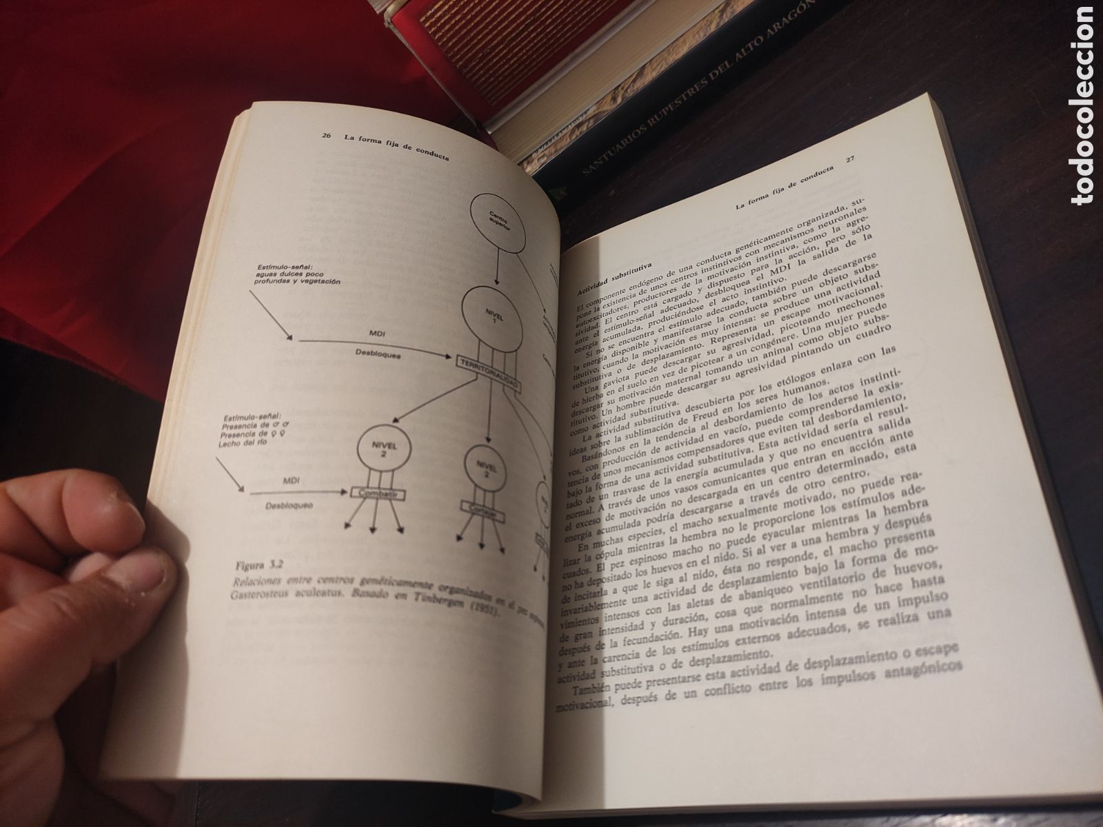 Libros: INTRODUCCI&Oacute;N A LA ETOLOG&Iacute;A - Andr&eacute;s de Haro - Foto 13