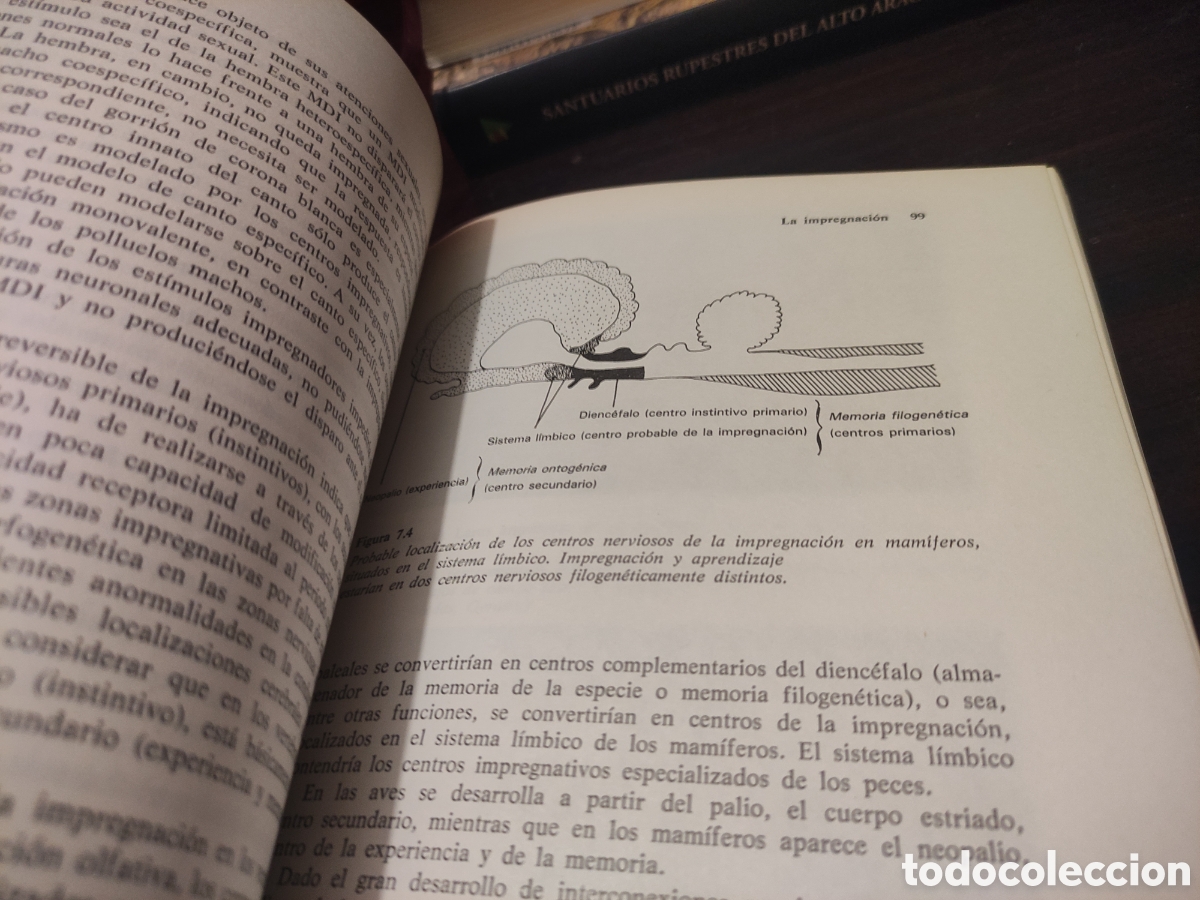 Libros: INTRODUCCI&Oacute;N A LA ETOLOG&Iacute;A - Andr&eacute;s de Haro - Foto 15