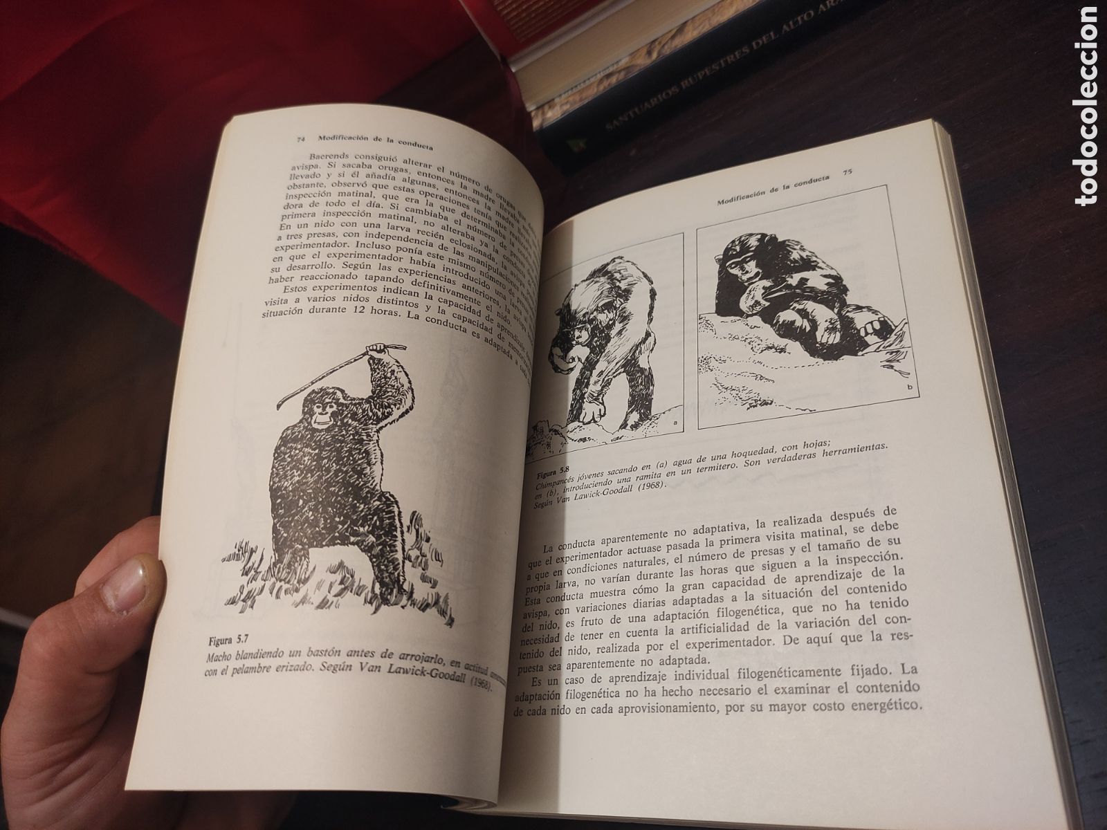 Libros: INTRODUCCI&Oacute;N A LA ETOLOG&Iacute;A - Andr&eacute;s de Haro - Foto 16
