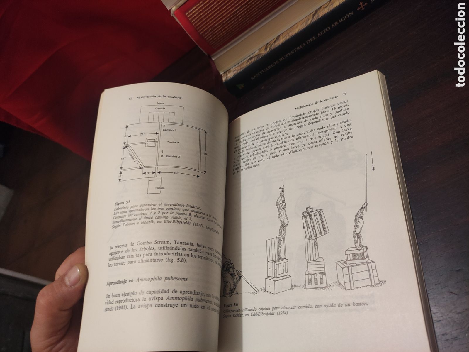 Libros: INTRODUCCI&Oacute;N A LA ETOLOG&Iacute;A - Andr&eacute;s de Haro - Foto 17