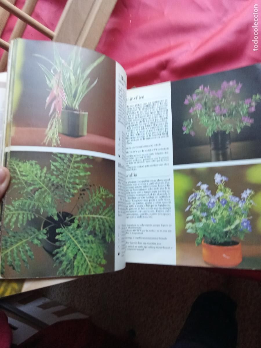 Libros: Plantas de interior. Rob Herwig L.16184-2216 - Foto 2