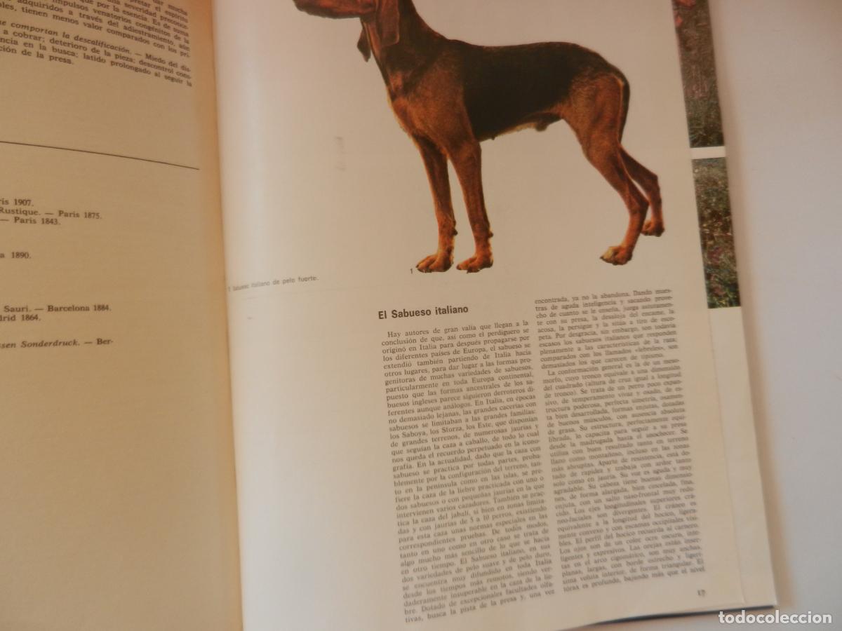Libros: PERROS DE CAZA - DOCUMENTAL COLOR -EDITORIAL TEIDE 1974 - Foto 4