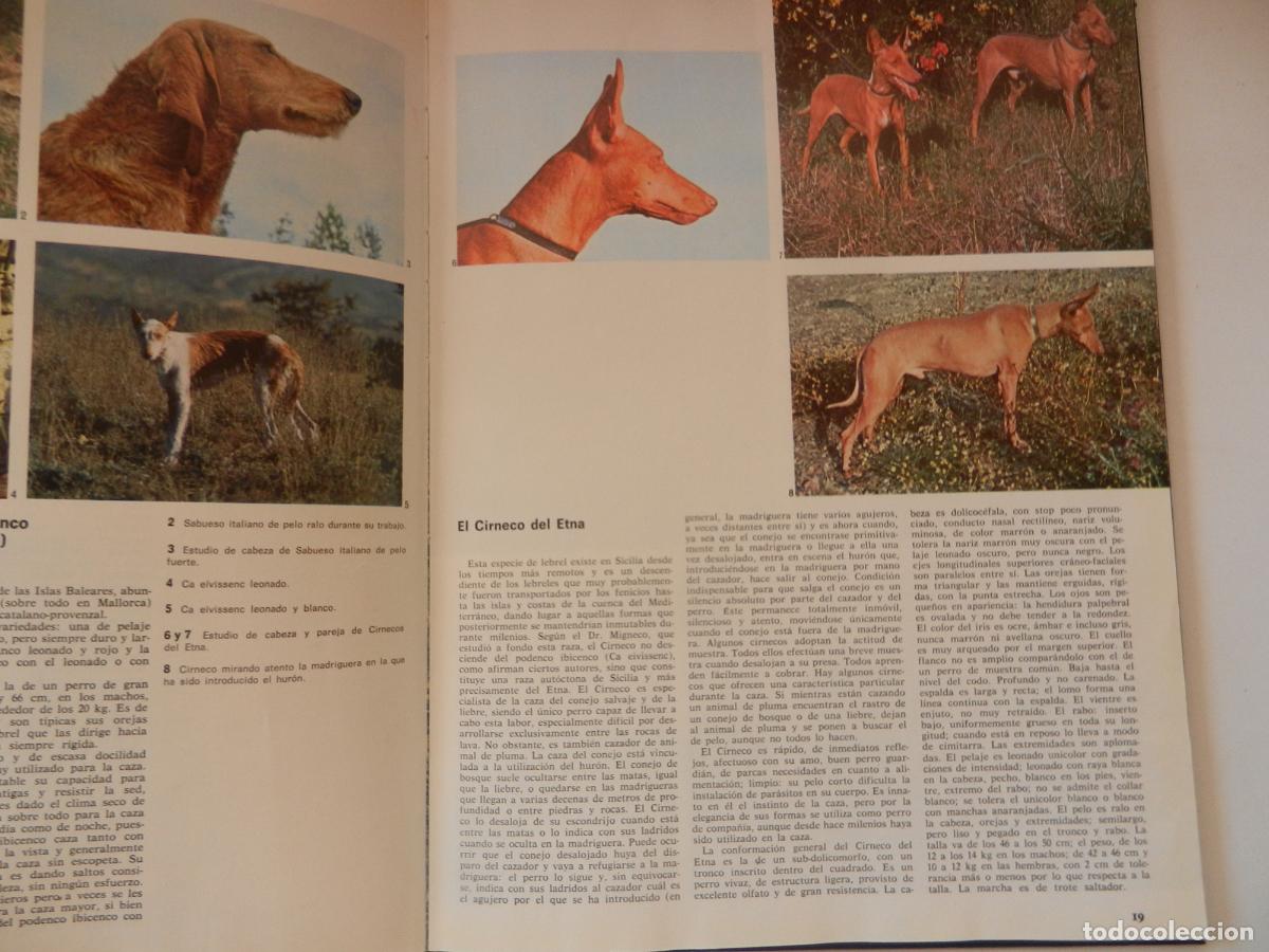 Libros: PERROS DE CAZA - DOCUMENTAL COLOR -EDITORIAL TEIDE 1974 - Foto 5
