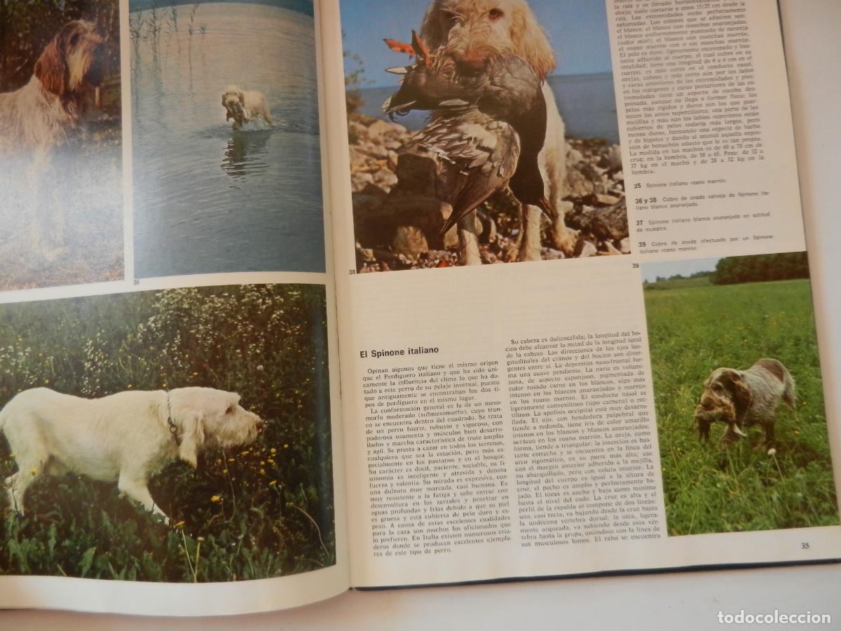 Libros: PERROS DE CAZA - DOCUMENTAL COLOR -EDITORIAL TEIDE 1974 - Foto 6
