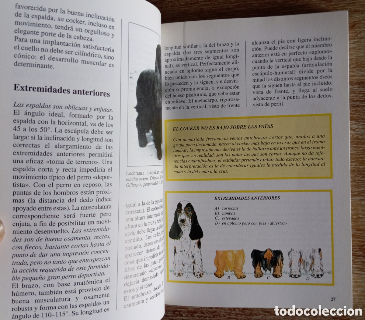 Libros: EL COCKER EL INGLES Y EL AMERICANO - GIOBATTA TABO - Foto 2