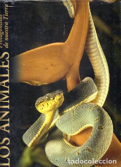 Libros: Los animales, protagonistas de nuestra tierra: Selvas americanas- 9788484472605