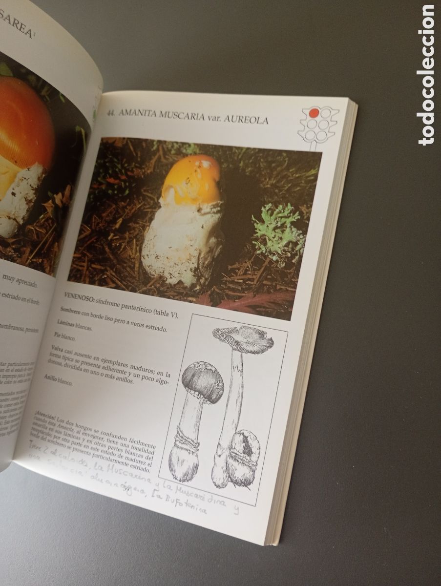 Libros: Como reconocer las setas Ricardo maza - Foto 5
