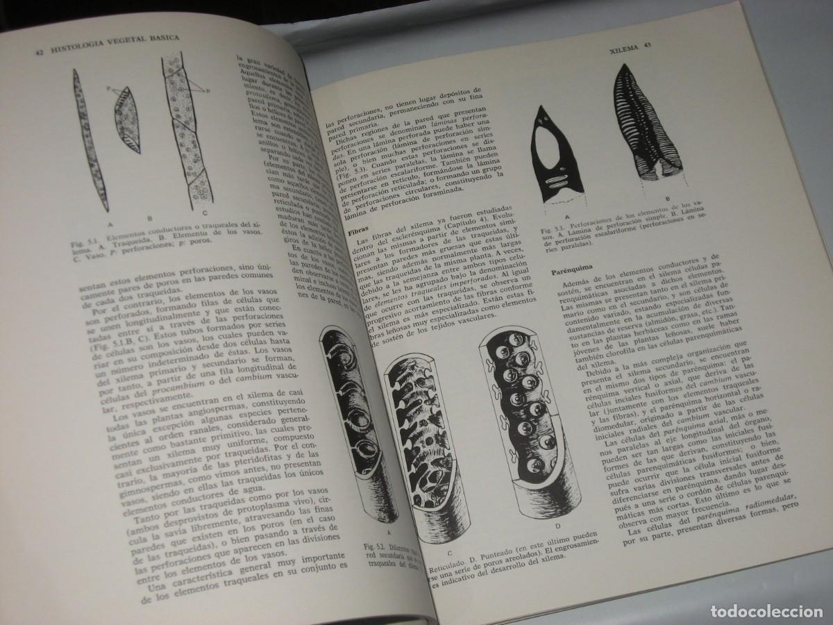 Libros: HISTOLOG&Iacute;A VEGETAL B&Aacute;SICA - Felipe Cort&eacute;s - Foto 2