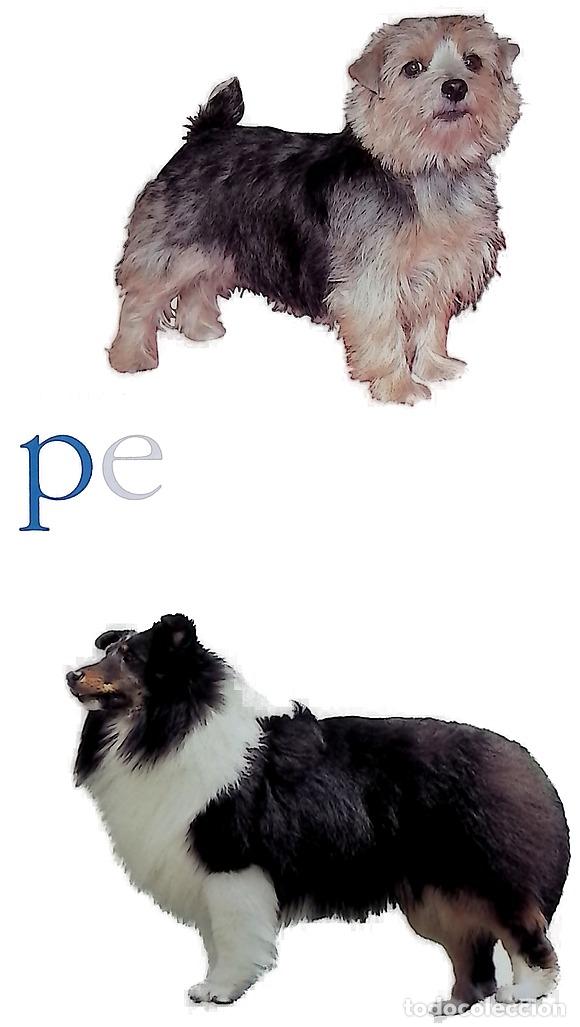 B&uuml;cher: Perros De Compania/ Companion Dogs