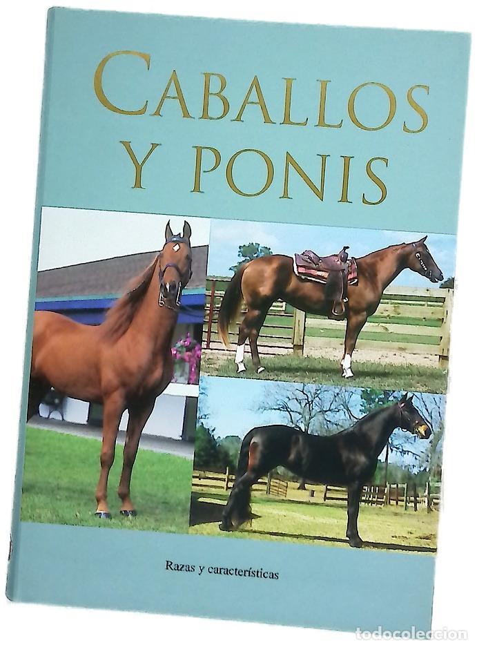 Libros: Caballos y ponis - Clark, Corinne