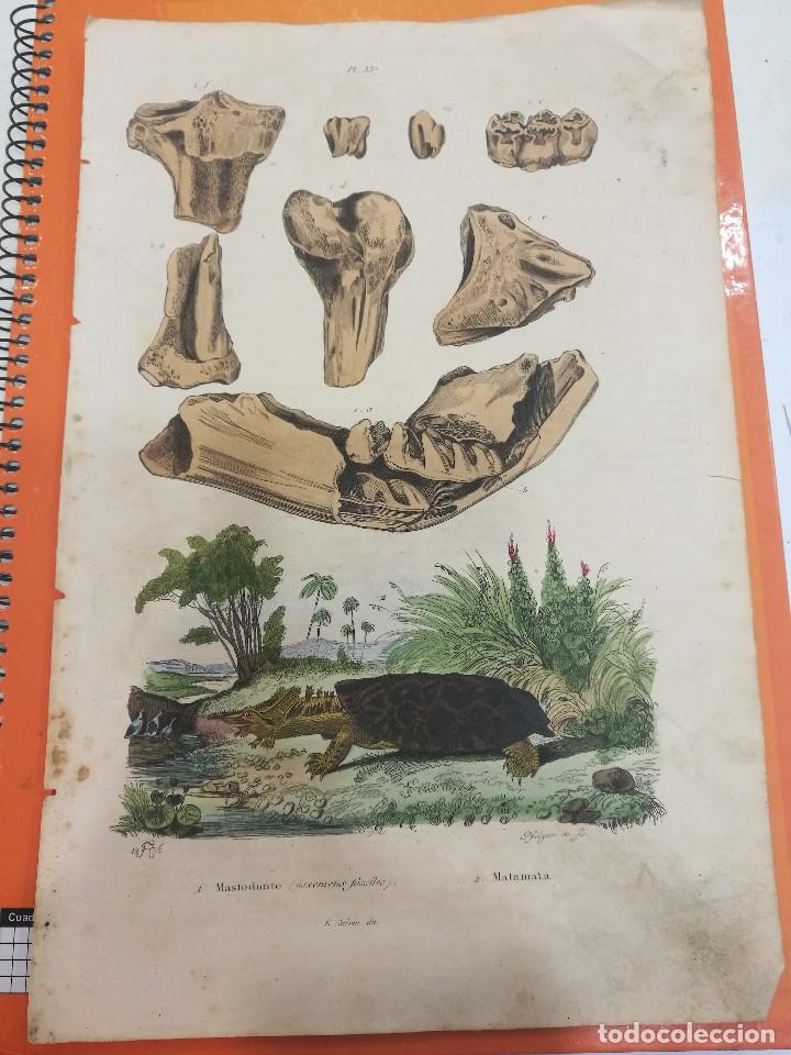 L&iacute;neas de navegaci&oacute;n: Lamina siglo XIX - Foto 1