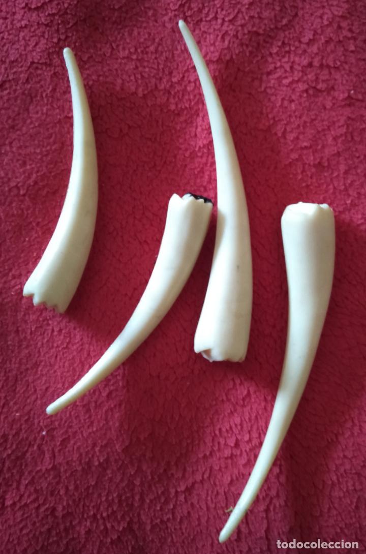 Madelman: Colmillos Madelman - Foto 1