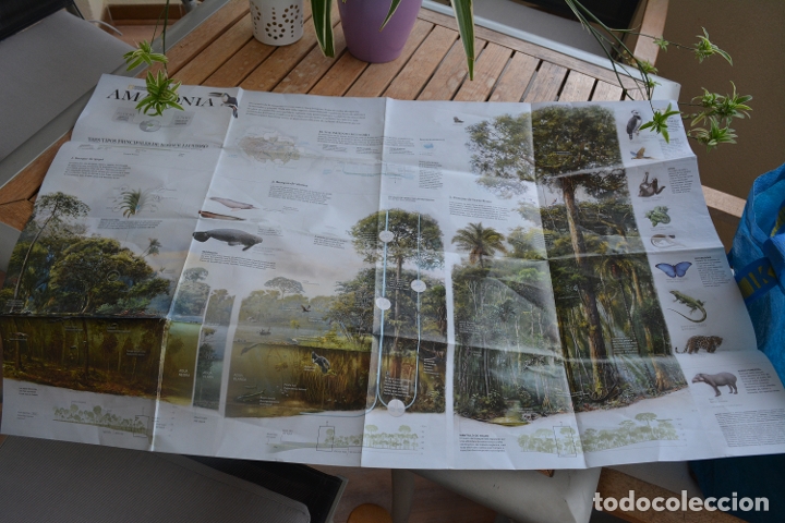 Manuscritos antiguos: MAPA DE LA AMAZONIA.NATIONAL GEOGRAPHIC.MEDIDAS 78 X 50 CMS - Foto 2