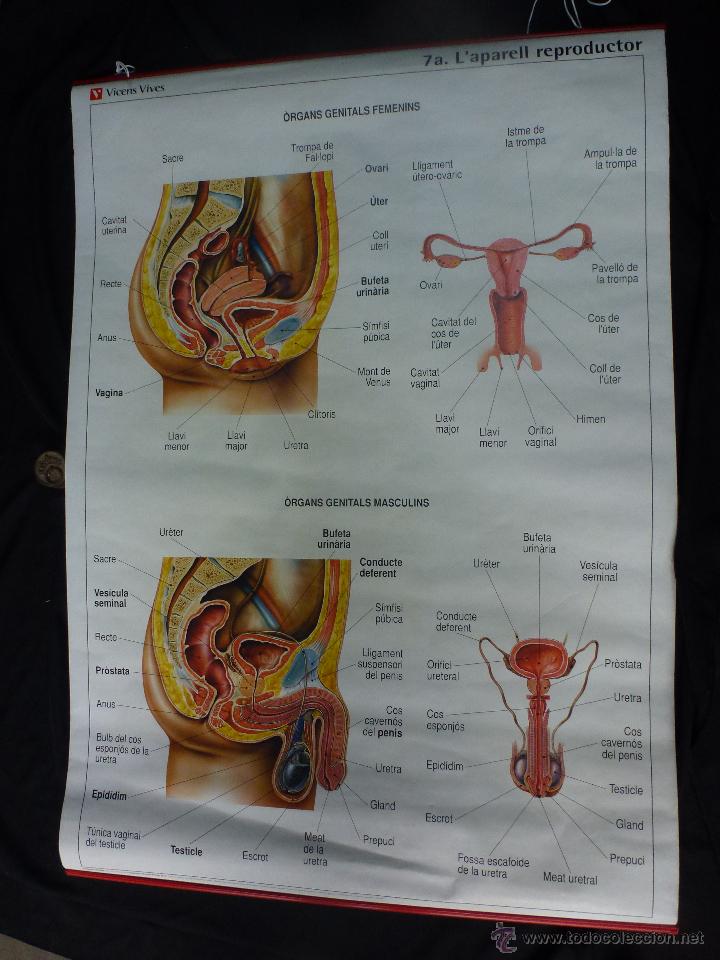 Mapas contempor&aacute;neos: Mapa del organo reproductor. 82cm x 127cm.