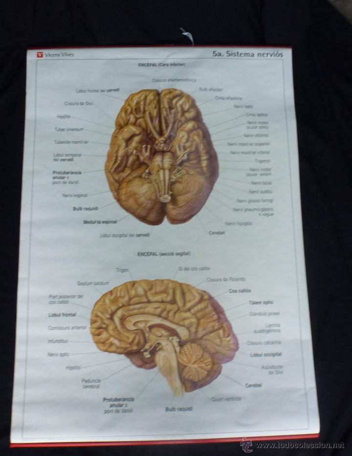 Mapas contempor&aacute;neos: Mapas escolares de los sentidos. (els sentits) - Foto 1